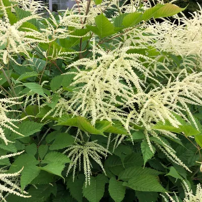 Волжанка обыкновенная (Aruncus dioicus) - PictureThis