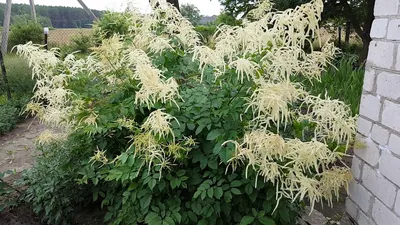 Куст Арункус или Волжанка . Aruncus dioicus . - YouTube