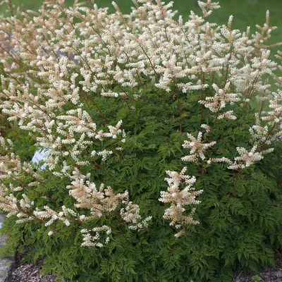 Волжанка кокорышелистная - Волжанка - GardenPlants