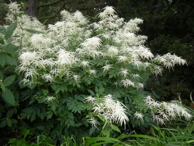 Волжанка двудомная (Aruncus dioicus) - купить саженцы в Минске и Беларуси