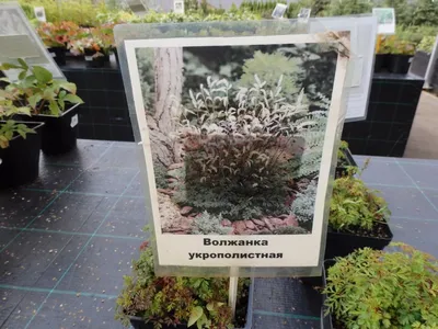 Волжанка обыкновенная ( Aruncus dioicus) - «Фейерверк на вашей клумбе.» |  отзывы