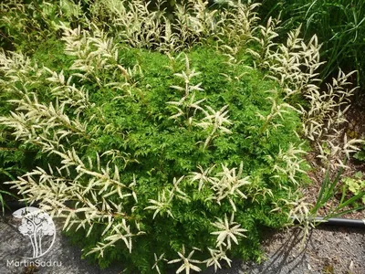 Волжанка двудомная 'Kneiffil' (Aruncus dioicus 'Kneiffii')