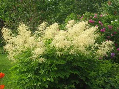 Волжанка обыкновенная ( Aruncus dioicus) - «Фейерверк на вашей клумбе.» |  отзывы