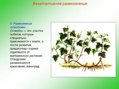 Неприхотливая волжанка: почему ее стоит посадить на даче - Рамблер/новости