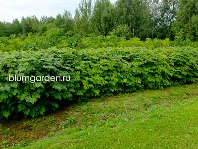 волжанка #арункус / Волжанка двудомная(лат.aruncus). Осеннее деление  многолетнего арункуса. - YouTube