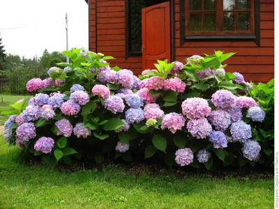 Лабазник вязолистный \"Variegata\" купить в питомнике растений с доставкой по  Ижевску и Удмуртии, рассада, выращивание, посадка и уход