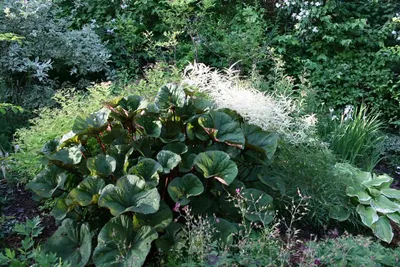 Гортензия крупнолистная — как добиться пышного цветения. Посадка, уход,  удобрение, обрезка