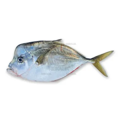 Вомер с/м (фасовка) купить по выгодным ценам в Киеве, заказать Рыба онлайн  в интернет магазине морепродуктов ribka.ua