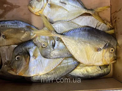 Вомер вяленый купить по выгодным ценам в Киеве, заказать Рыба вяленая и  сушеная онлайн в интернет магазине морепродуктов ribka.ua