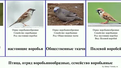 PPT - Урок по теме: «Класс Птицы. Отряды Воробьинообразные и Голенастые»  PowerPoint Presentation - ID:3251296