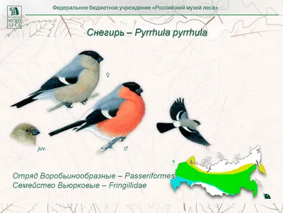 Птица, отряд воробьинообразные, семейство воробьиные воробей каменный birds  снежный вьюрок Рыжий - YouTube