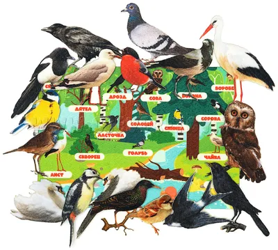 Амазонские птицы-«часовые» помогают другим видам жить в опасных районах