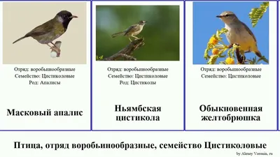 Белые воробьинообразные птицы Трясогузка одна из самых полезных птиц  Стоковое Изображение - изображение насчитывающей биографической, длиной:  105396767