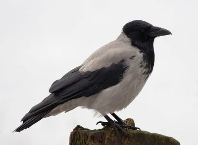 Вороны - умнейшие из птиц | Пикабу