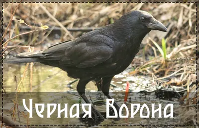 Черная птица на вороне птицы черноты побережья моря скалистом, Corax  Corvus, сидя на сером камне с желтым мхом Ворон на желтом цв Стоковое  Изображение - изображение насчитывающей смерть, ноги: 75951287