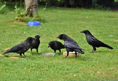 Новокаледонский ворон: птица, которая уделала по интеллекту даже