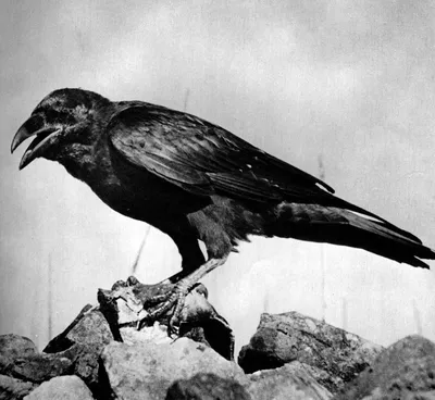 Ворон (Corvus corax). Птицы Дальнего Востока России.