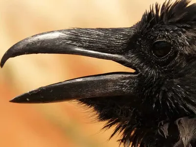 Составляю свой каталог фото птиц. Обыкновенный ворон | Hellen Geographic |  Дзен