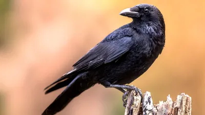 Ворон (Corvus corax). Photographer Sergey Rizhkov