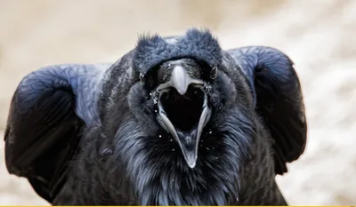 Ворон птица ветка» — создано в Шедевруме