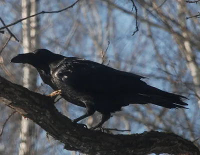 Пестрая ворона, Albus Corvus, черно-белая птица в пустыне песка в Намибии,  замедленном движении с открытым счетом Животное поведе Стоковое Фото -  изображение насчитывающей парк, перо: 132571472