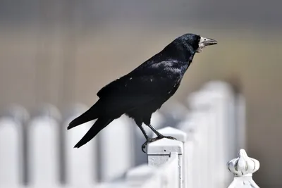 1 шт. искусственная черная ворона, ворона, птица, Репеллент для голубей,  украшение для сада, наружное украшение | AliExpress