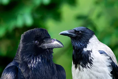 Чем ворон отличается от вороны: 9 интересных различий врановых птиц |  Приключения натуралиста | Дзен