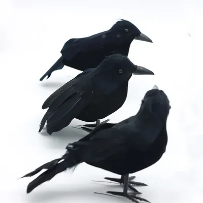 Ворон - описание птицы | Где обитают и чем питаются черные вороны