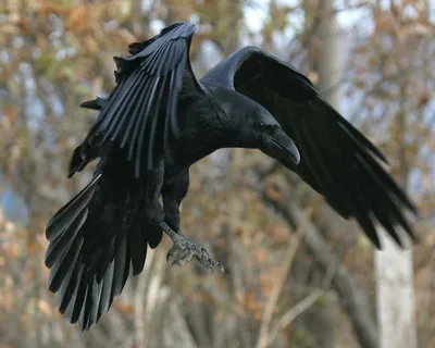 Искусственная ворона, черная птица, Ворон, Хэллоуин, искусственная ворона,  жуткая Реалистичная | AliExpress
