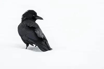 Ворона зимующая птица - 65 фото