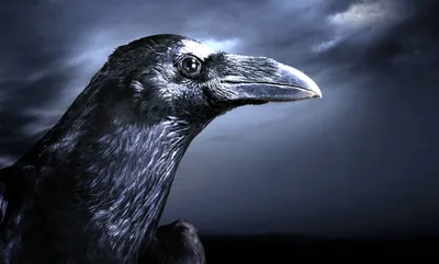 Птицы в холодном дне на Нидерландах, Европа черноты вороны ворона Стоковое  Изображение - изображение насчитывающей перо, оттенки: 118661755