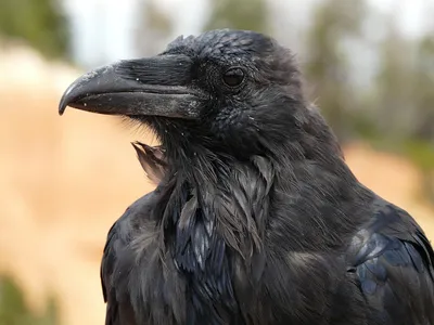 Ворона | Пикабу
