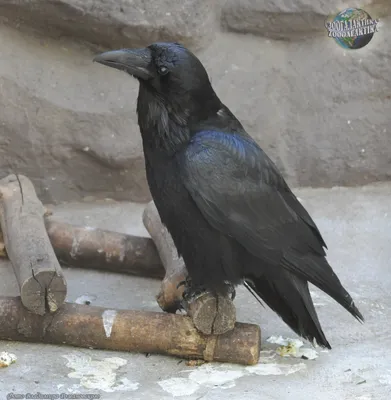 Поддельная игрушка-птица \"Черная ворона\" на Хэллоуин, 2шт, 18*10 см, На  газон - купить по низкой цене с доставкой в интернет-магазине OZON  (1143570235)