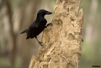 Почему ворон – самая умная птица в мире | МИР НАУКИ: интересное вокруг |  Дзен