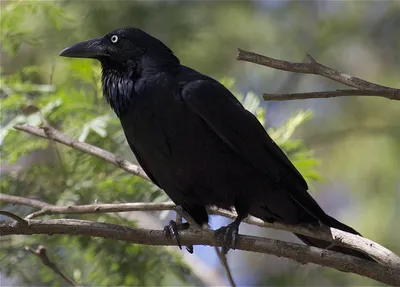 Ворон - описание птицы | Где обитают и чем питаются черные вороны