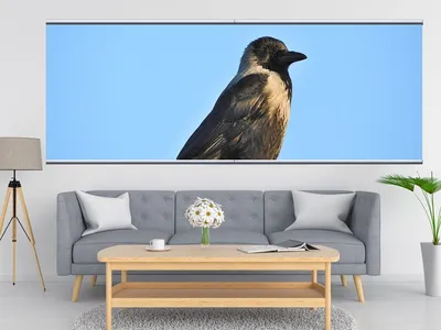 Птица ворон: качественные изображения для веб-дизайна | Ворон Фото №6877  скачать
