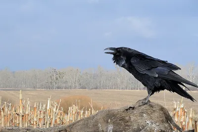 Искусственная ворона, черная птица, Ворон, Хэллоуин, искусственная ворона,  жуткая Реалистичная | AliExpress