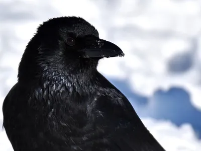 Серая Ворона Corvus Cornix Ест Кости В Лесу Птицы Зимой Ворона И Ворона Это  Птицыпадальщики Которые Едят Мертвых Животных — стоковые фотографии и  другие картинки Ворон - iStock