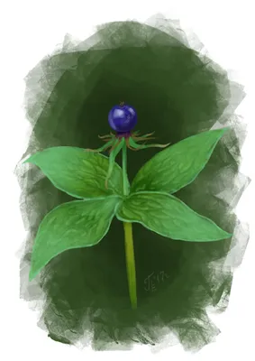 Фотогалерея - Лилейные (Liliaceae) - Вороний глаз четырехлистный (Paris  quadrifolia L.) - Природа Республики Мордовия