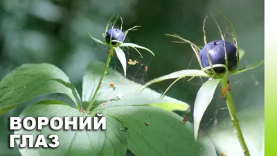 Вороний глаз: в Лагерном саду Томска замечена крайне ядовитая ягода |  ОБЩЕСТВО | АиФ Томск