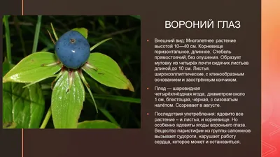 Топ-5 ядовитых ягод России – будьте внимательны!-Управление  Роспотребнадзора по Кировской области