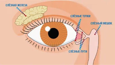 Блефарит: симптомы, причины, лечение этого заболевания глаз. - Всё о зрении.