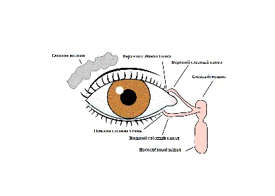 Дакриоцистит - причины, симтомы, диагностика и лечение дакриоцистита у  детей и взрослых