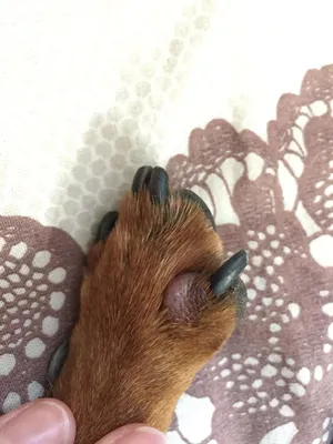 Воспаление между пальцами у собаки фото фото