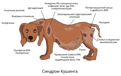 Дрессировка собак Гелерт | Saint Petersburg