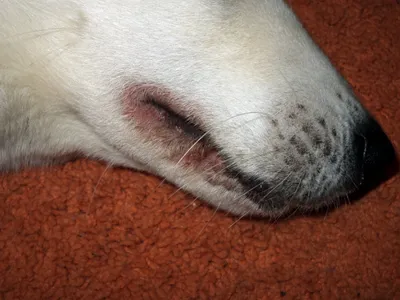 Трещины на подушечках лап собак – причины и профилактика