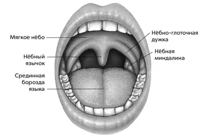 Молочница во рту (кандидоз) – у детей и взрослых, симптомы, причины, лечение