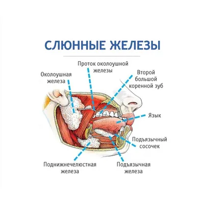 Эпидемический паротит (свинка): что это такое и как с этим бороться