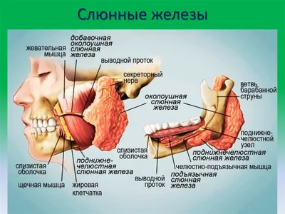 Сиалоаденит: симптомы, причины, диагностика, лечение| АО «Медицина»  (клиника академика Ройтберга)