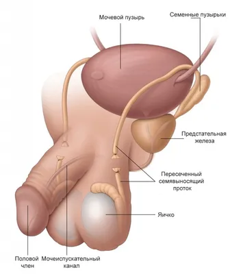 Баланит и баланопостит: симптомы, диагностика и лечение в клинике Universum  Clinic